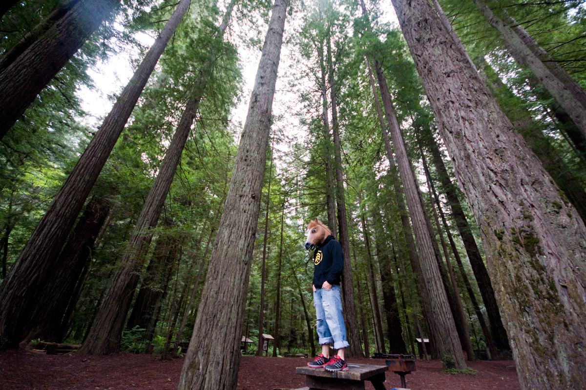 redwoods